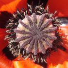 Mohn