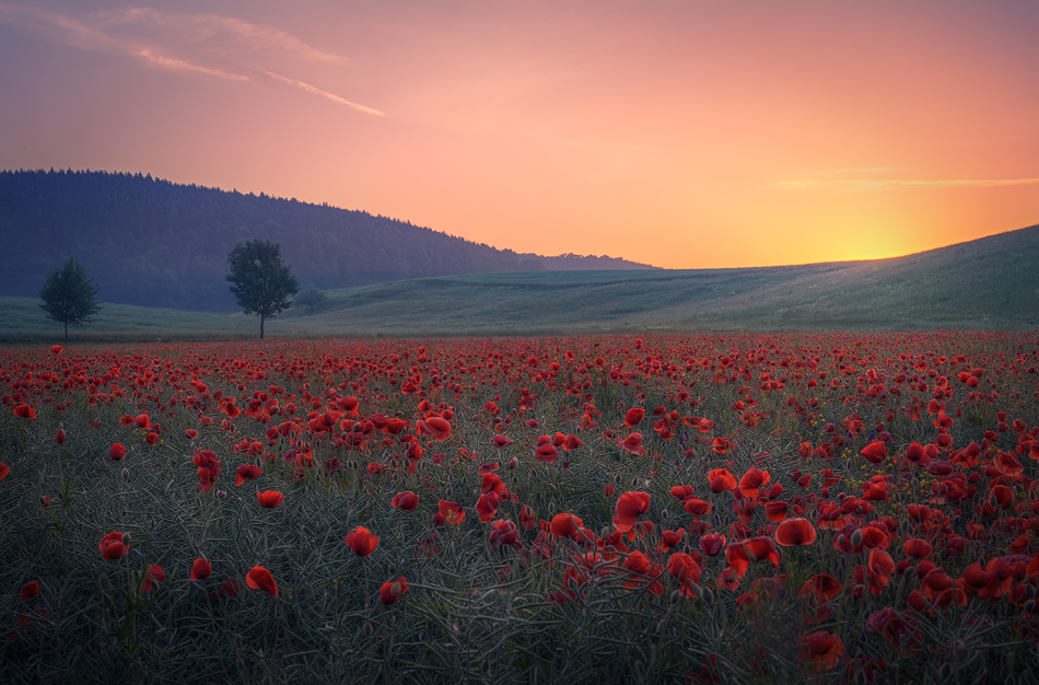 Mohn