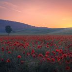 Mohn