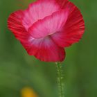 Mohn