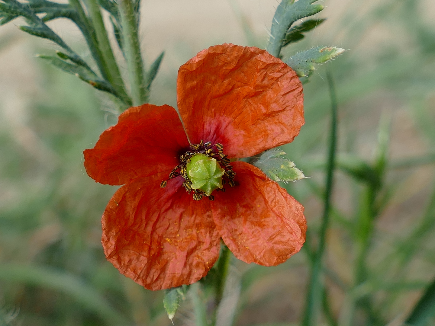 Mohn