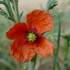 Mohn