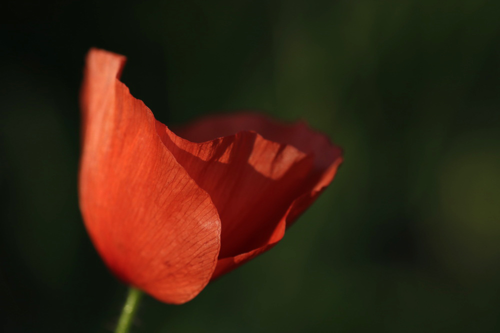 Mohn