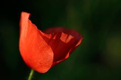 Mohn