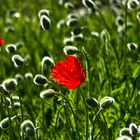 Mohn