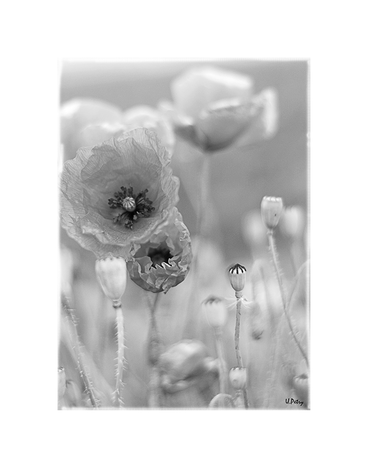 Mohn