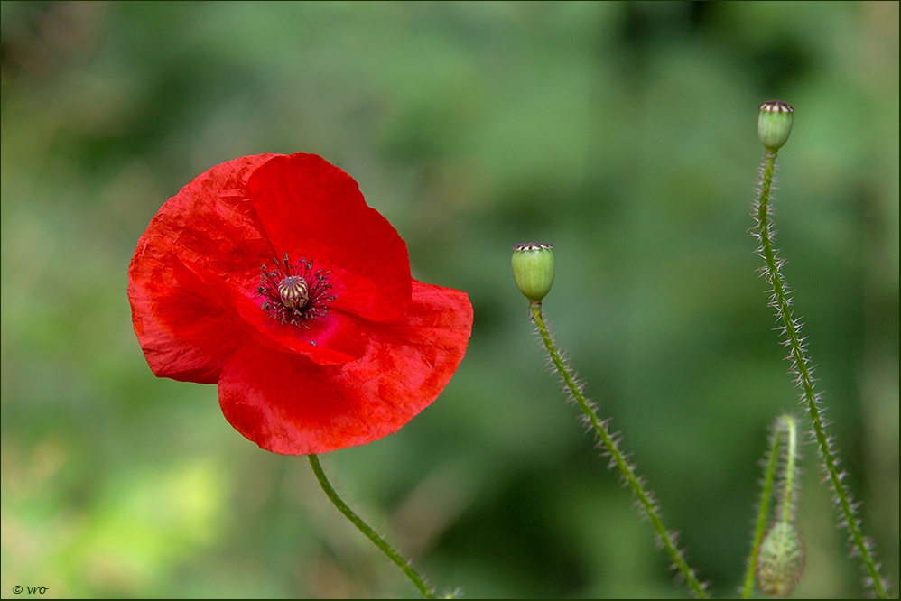 Mohn