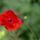 Mohn