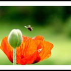 Mohn