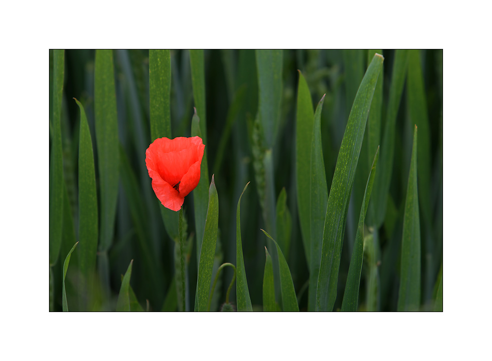 Mohn