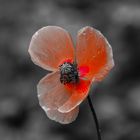 Mohn