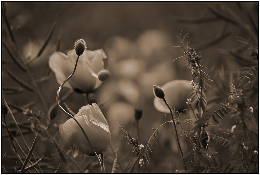 Mohn...