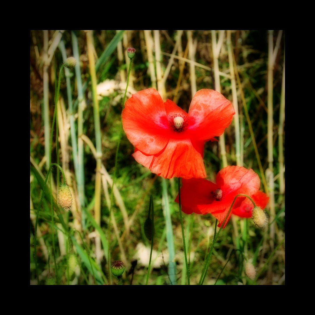 Mohn