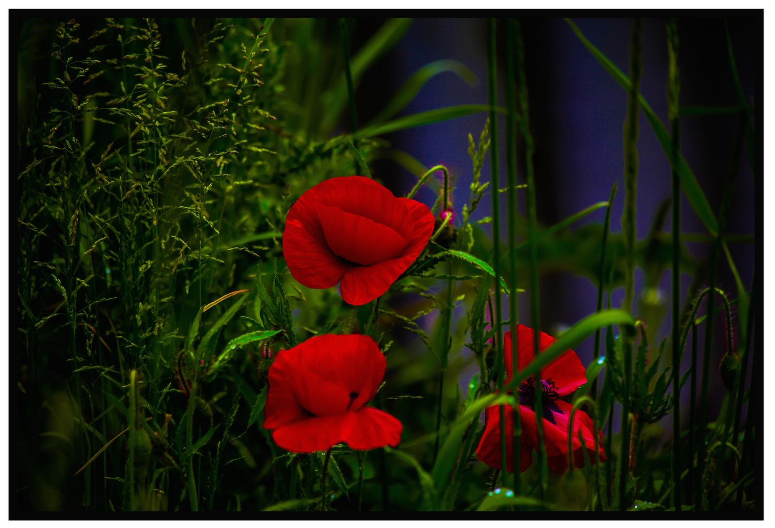 Mohn