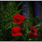 Mohn