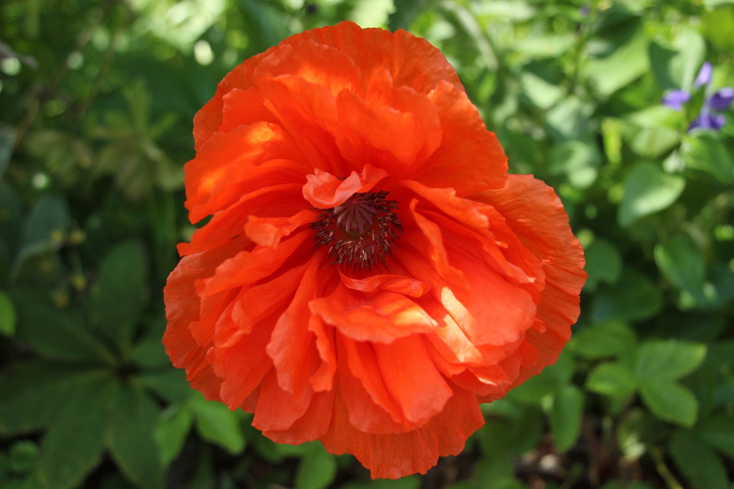 Mohn