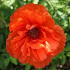 Mohn