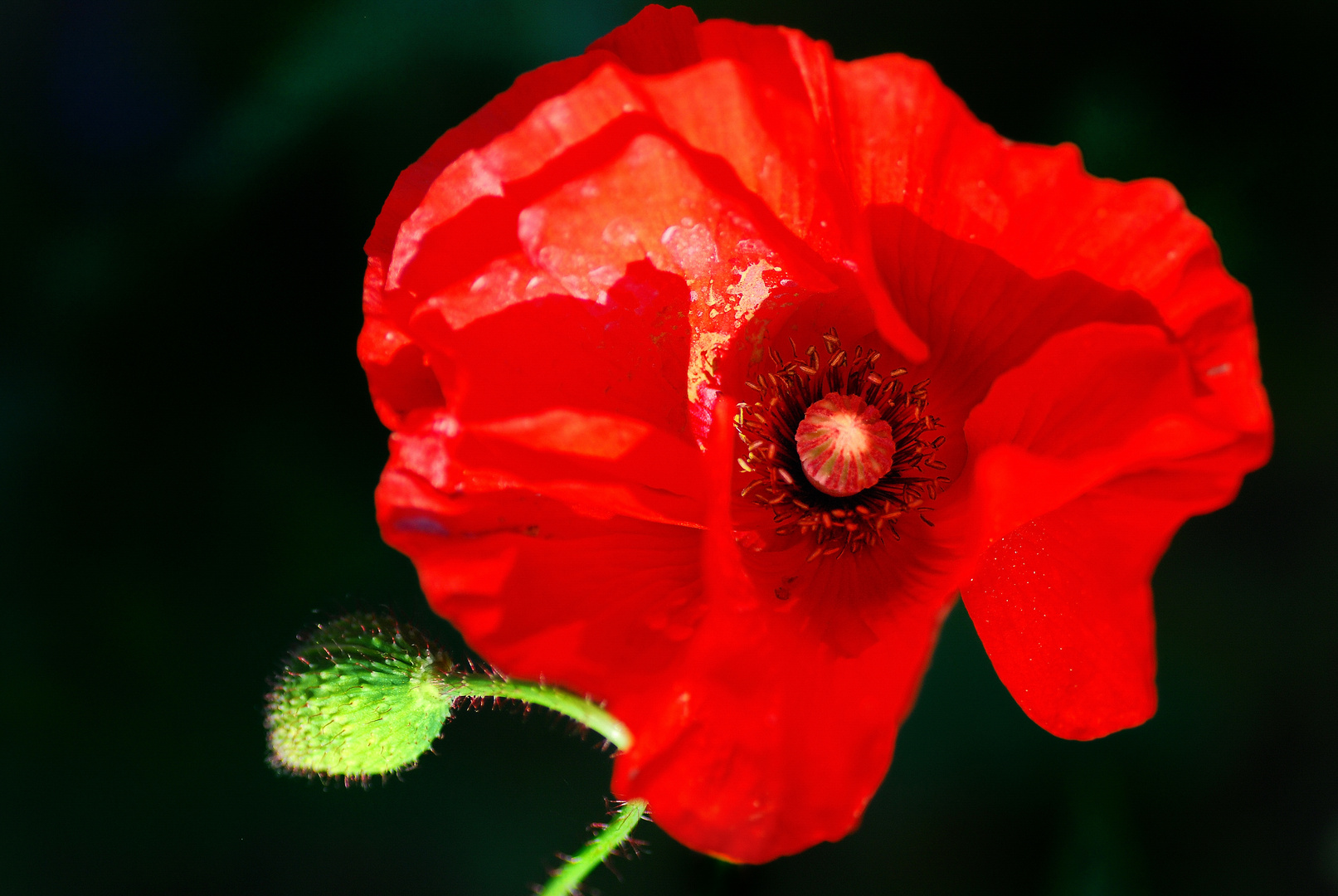 Mohn