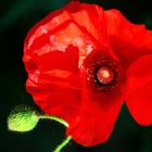 Mohn