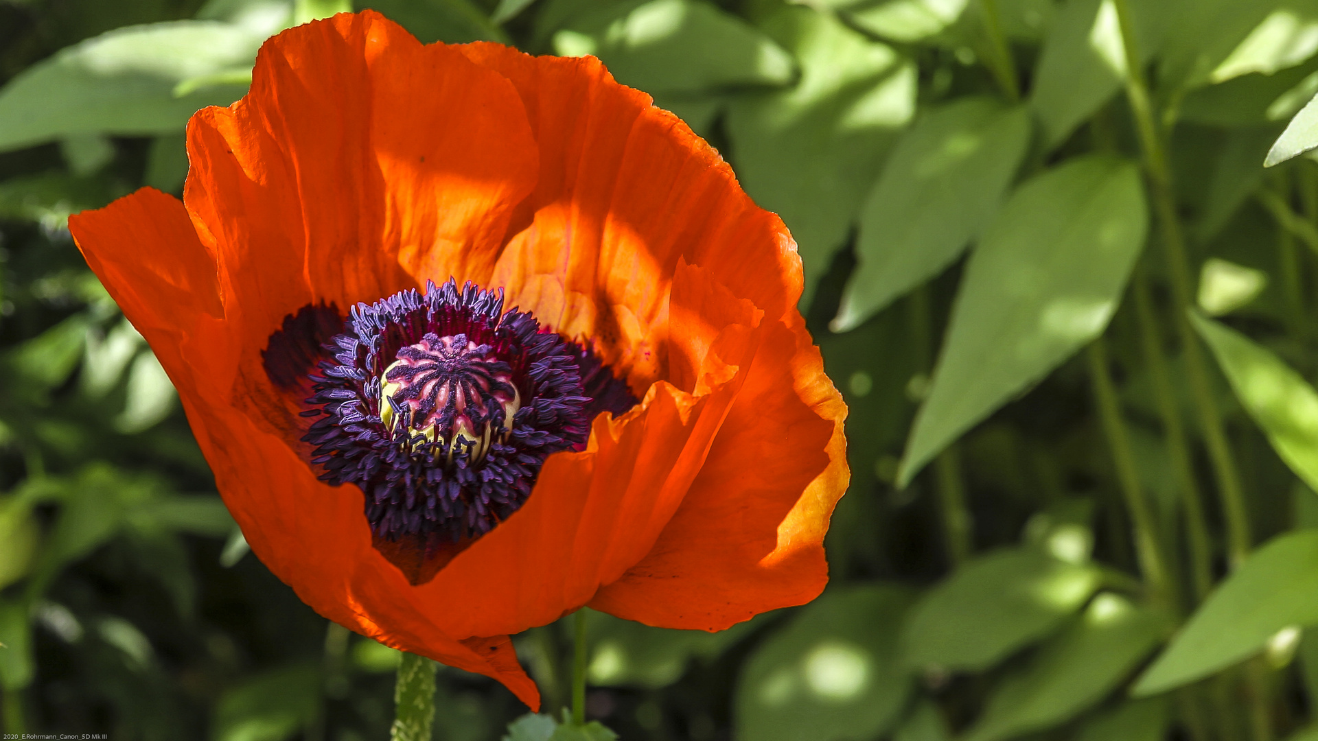 Mohn