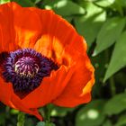 Mohn