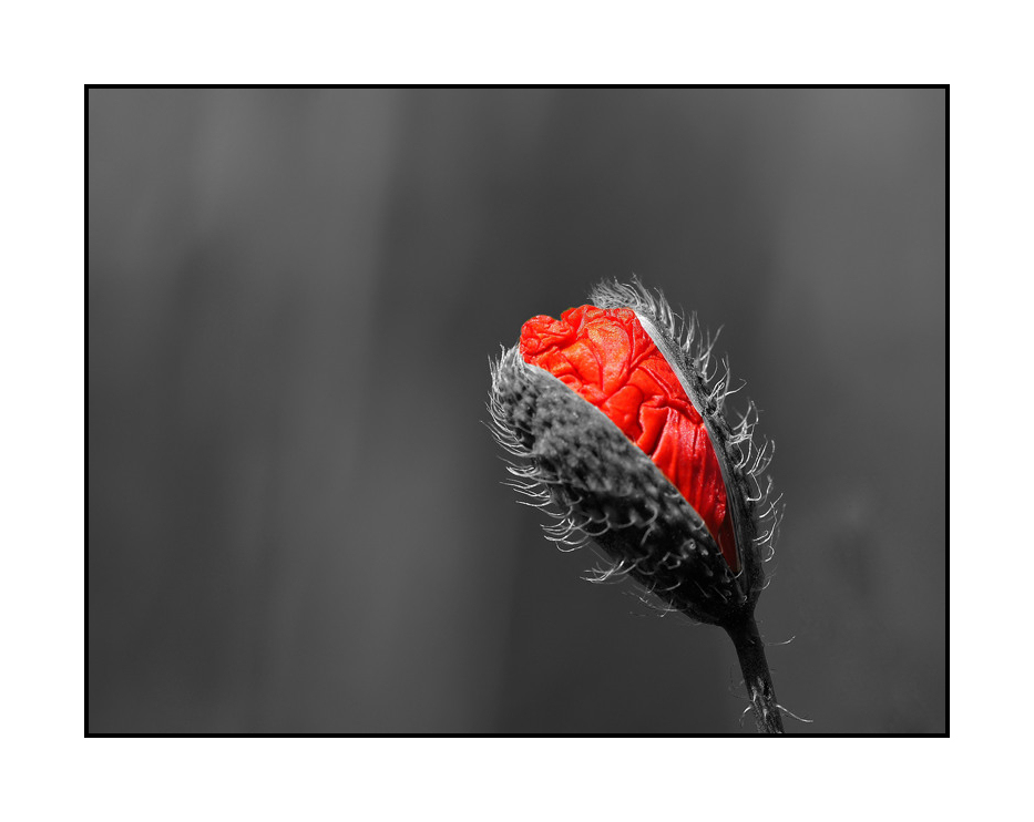 Mohn