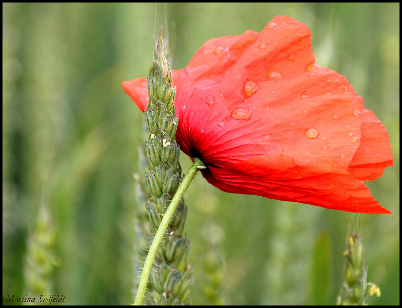 Mohn