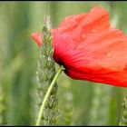 Mohn