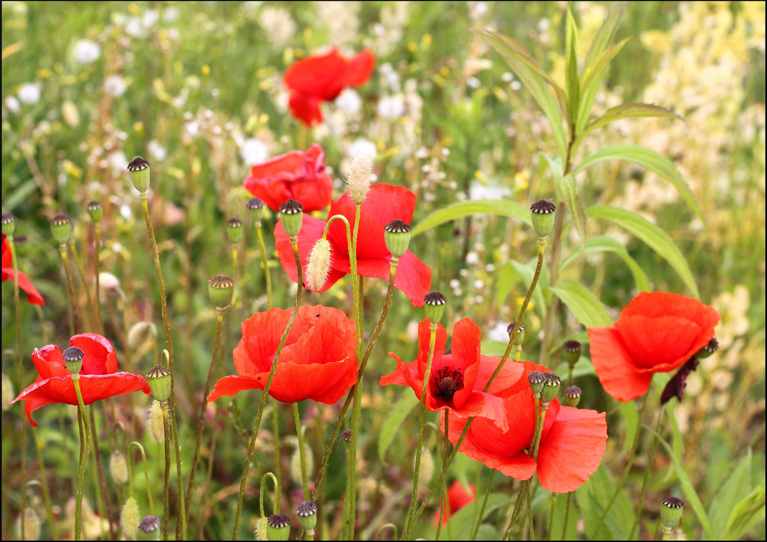 Mohn...