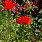 Mohn