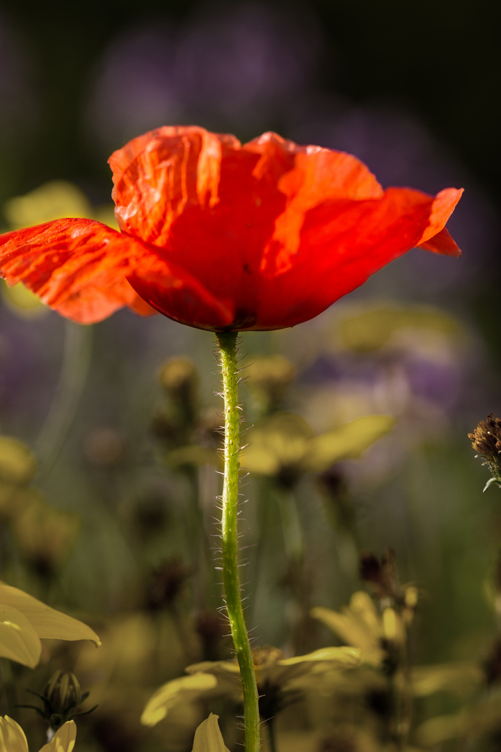 Mohn