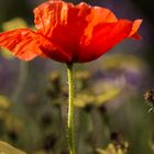 Mohn