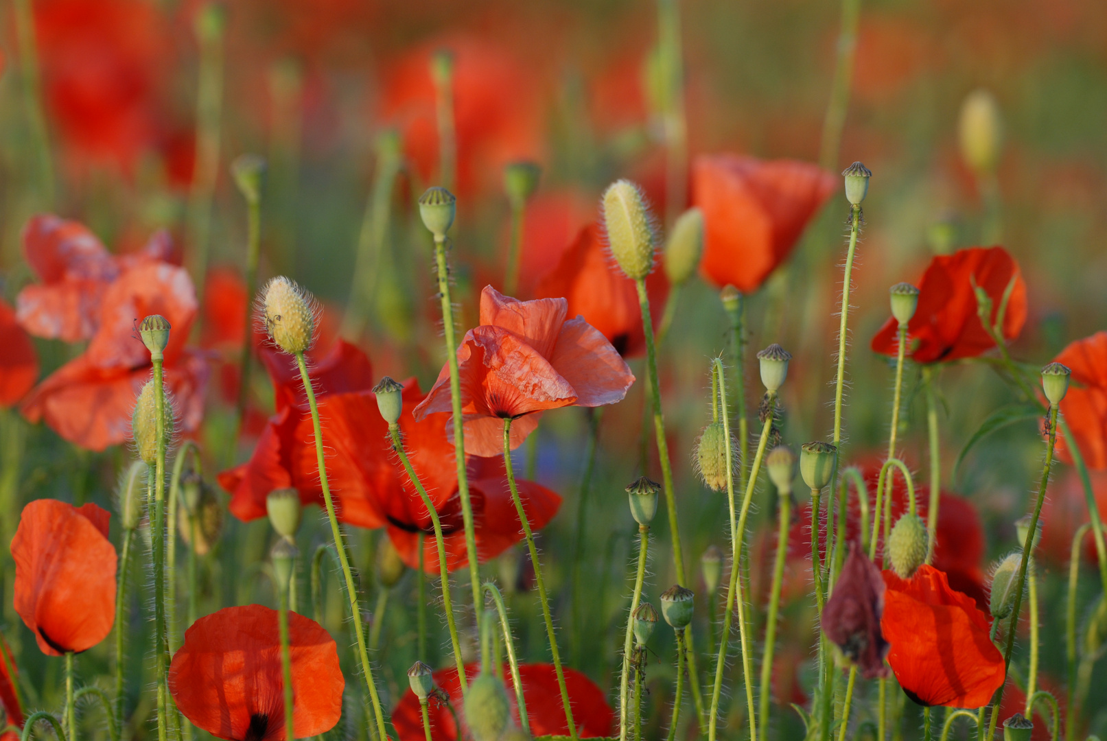 Mohn