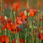 Mohn