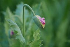 MOHN