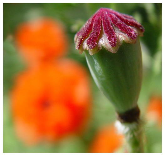 Mohn