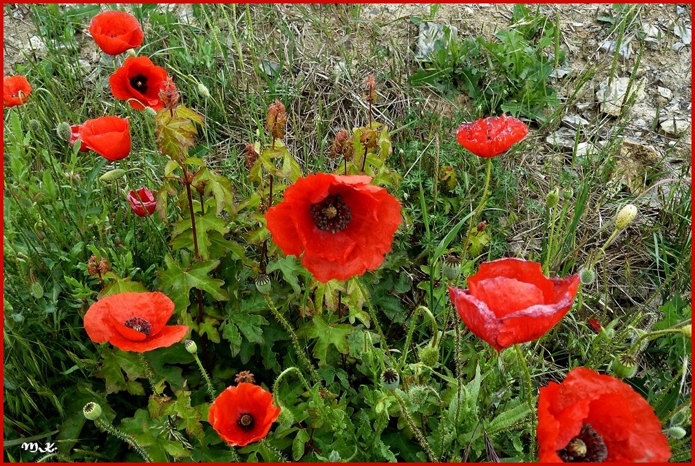 Mohn