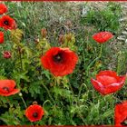 Mohn