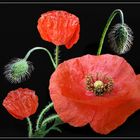 Mohn