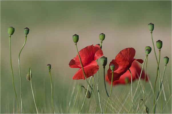 Mohn