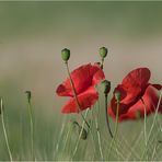 Mohn