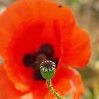 Mohn