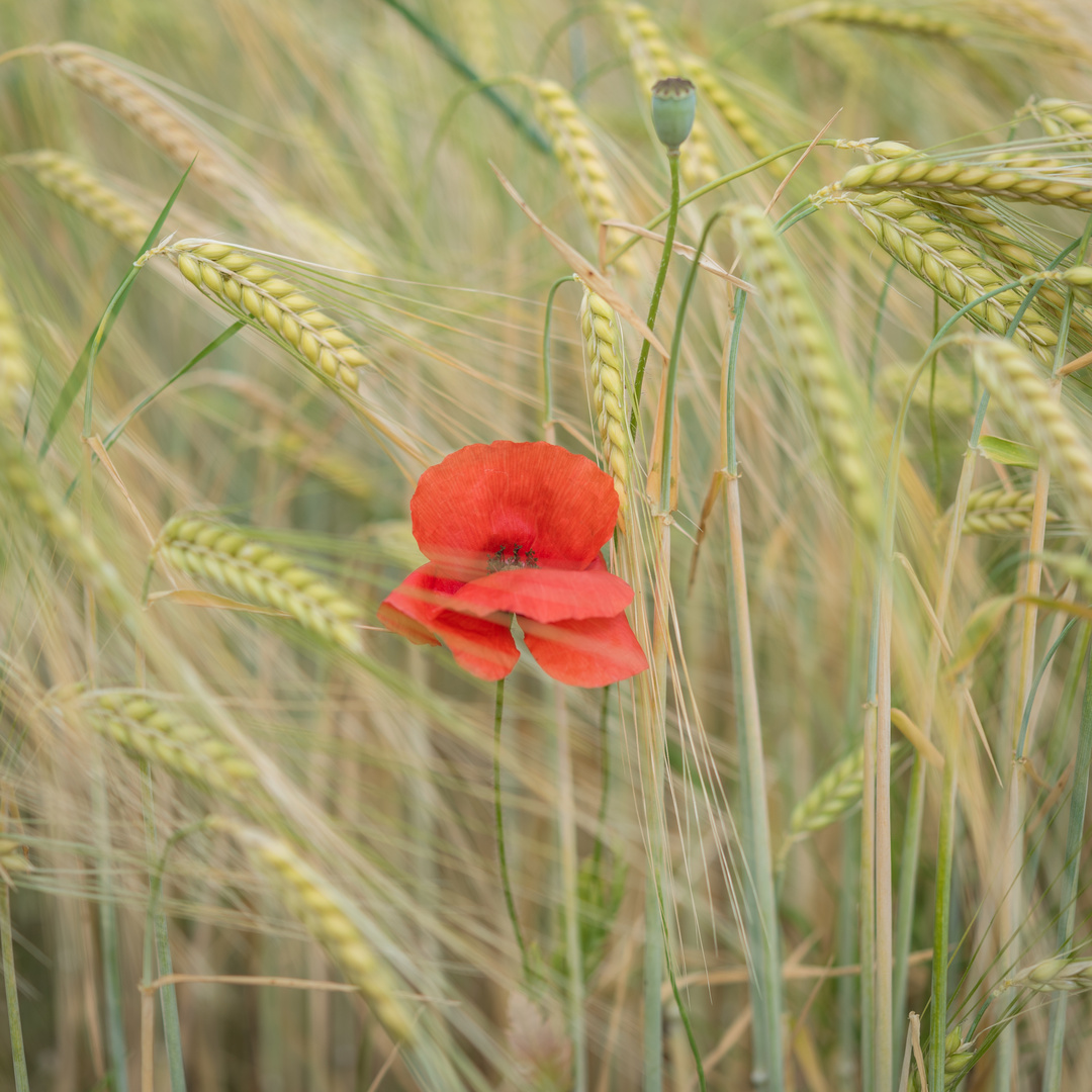 ... mohn ...