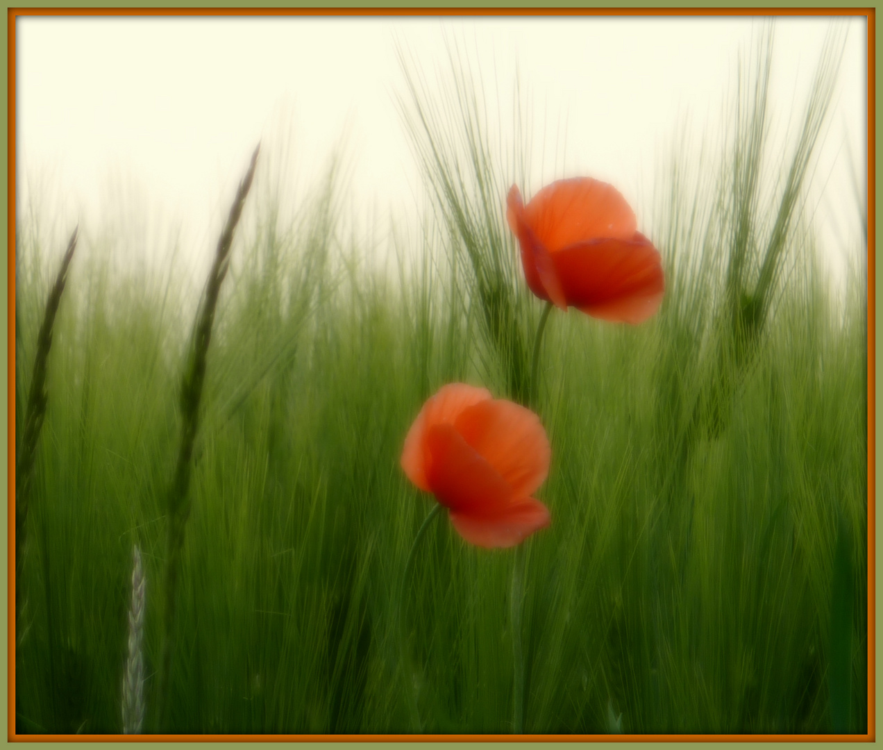 Mohn