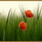 Mohn