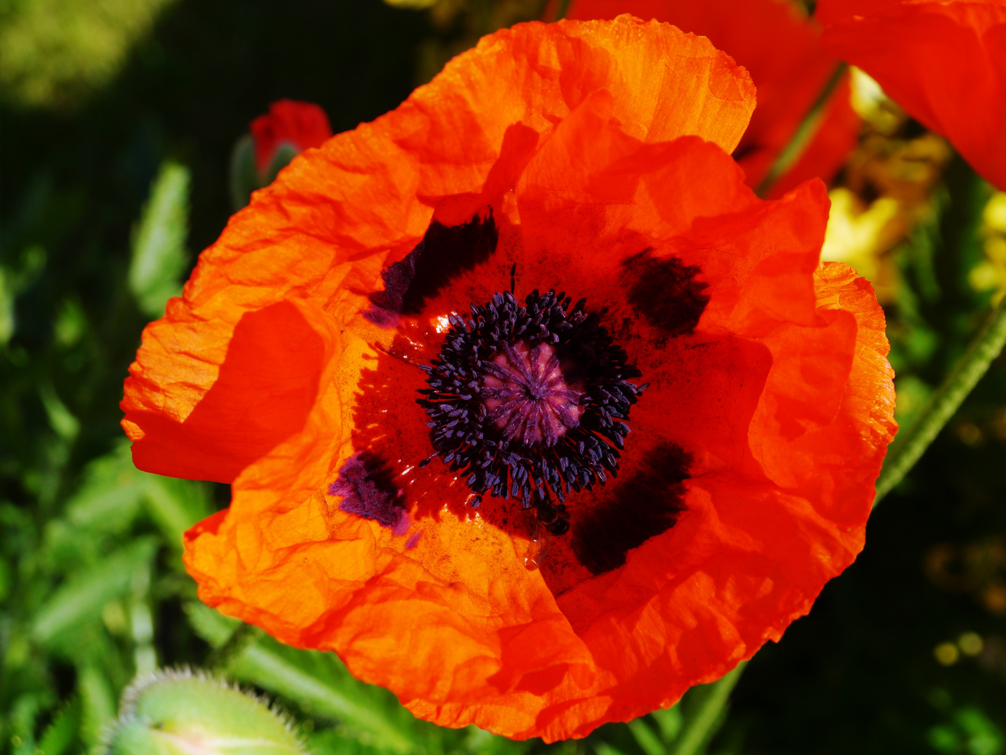 Mohn...