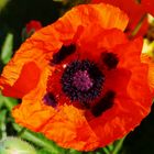 Mohn...