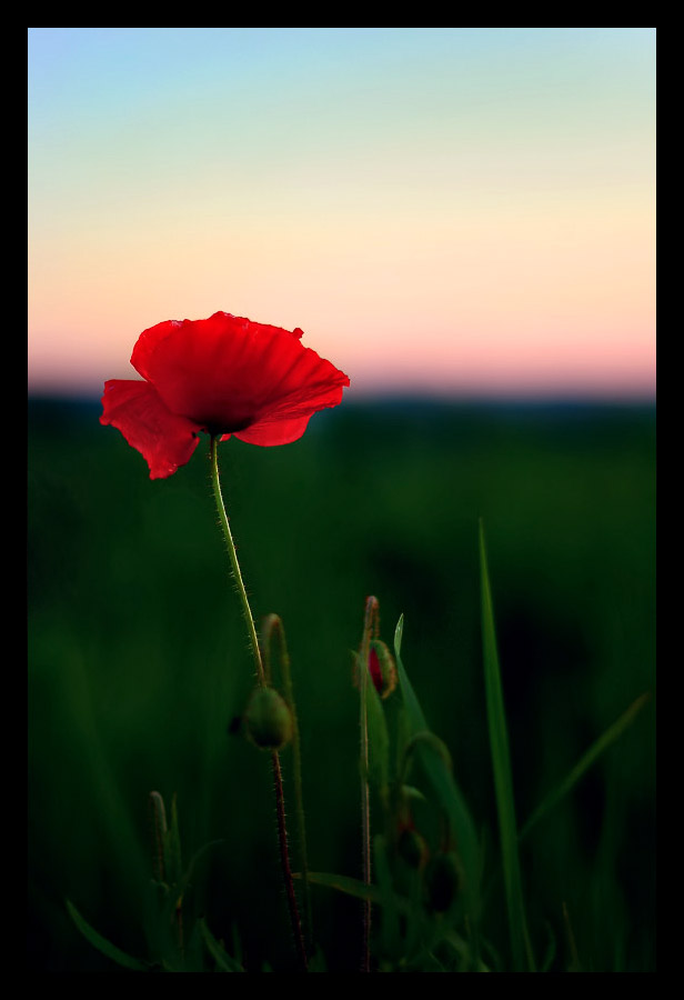 .mohn