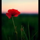 .mohn