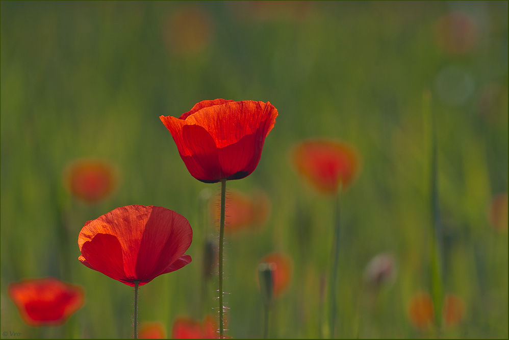 Mohn